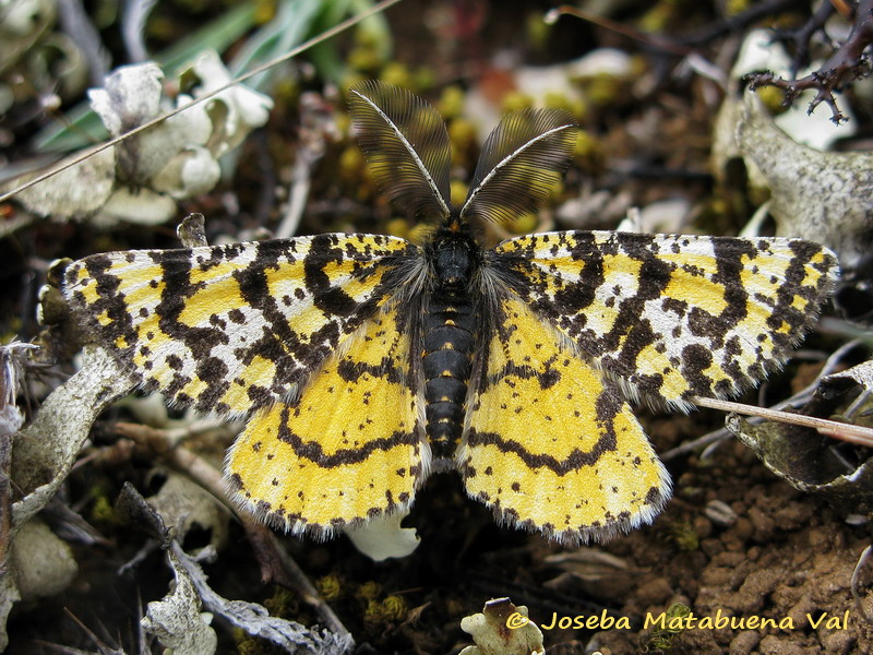 Eurranthis plummistaria - Geometridae (maschio e femmina)